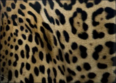 À quel animal appartient ce gros plan ?