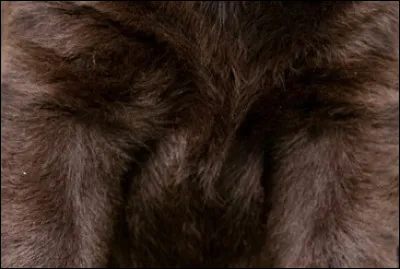 À quel animal appartient ce gros plan ?