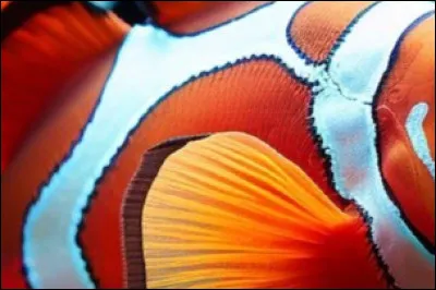 À quel animal appartient ce gros plan ?