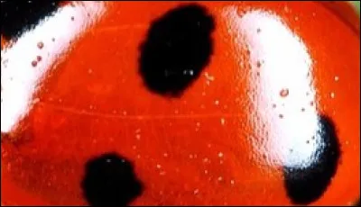 À quel animal appartient ce gros plan ?