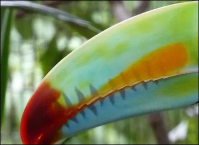 À quel animal appartient ce gros plan ?