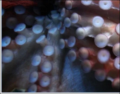 À quel animal appartient ce gros plan ?