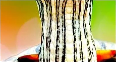 À quel animal appartient ce gros plan ?