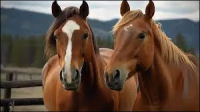 Quelle est ta qualité principale ?