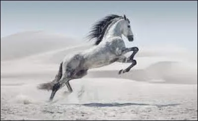 Quelle est la chose que tu préfères dans léquitation ?