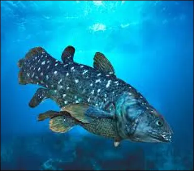 Quel est le nom de ce poisson vivant entre 100 et 400 mètres de profondeur ?