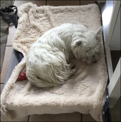 As-tu un animal de compagnie ?