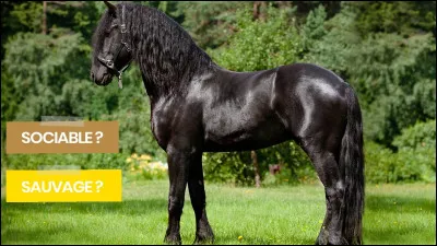 Pourquoi veux-tu faire de l'équitation ?