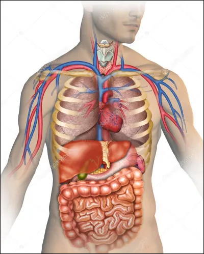 Quels muscles veut-tu travailler ?