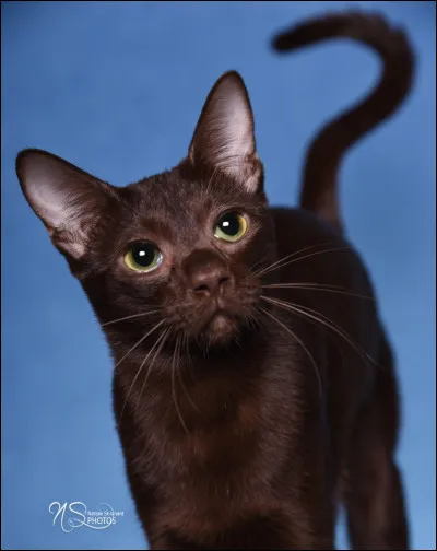 Lettre K : Kitescratch
Quel est le nom de la version française de ce guerrier du Clan du Ciel ?