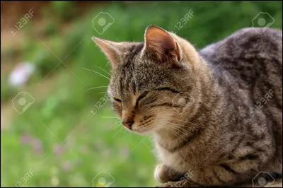 Lettre L : Lumière Bondissante
Que signifie littéralement son nom ?