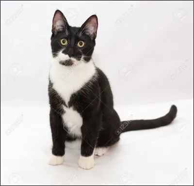 Lettre V : Violette Brillante
Est-elle laînée ou la cadette de Branche Fleurie ?