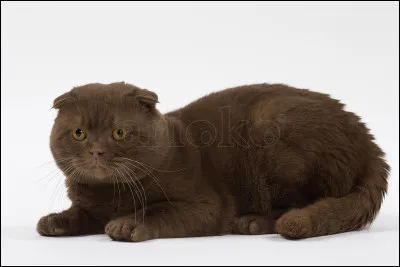 Lettre W : Whiskernose
Quel est son clan ?