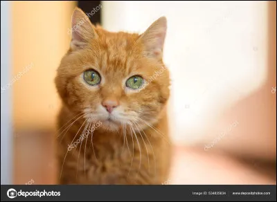 Lettre Y : Yarrowfang
Qui sont ses parents ?