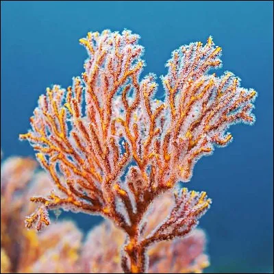 Quel animal marin possède des espèces capables de se nourrir de corail en sortant leur estomac de leur corps ?