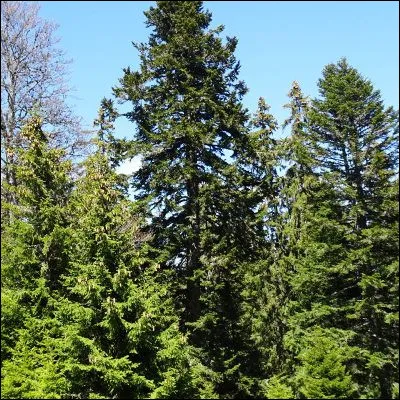 Quelle roche organique est une résine sécrétée entre autres par des conifères ?