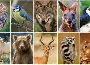 Quiz Un animal pour un pays ou une rgion