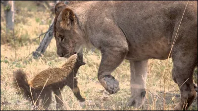 Par rapport à d'autres, c'est un poids plume, mais un sacré bagarreur, trouvez l'un des pays où il vit !