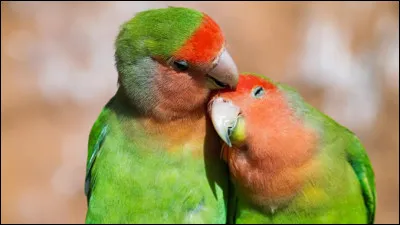 C'est grâce à ce couple d'oiseaux que vous trouverez ce pays !