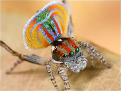 Cette petite araignée est une spécialiste du saut, elle peut sauter 40 fois sa taille, elle est endémique de ce pays, que vous allez vous faire un plaisir de trouver !