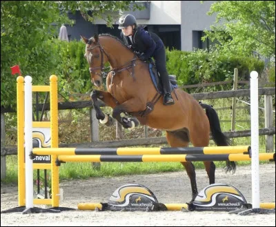 Si tu devais choisir un métier équestre, lequel choisirais-tu ?