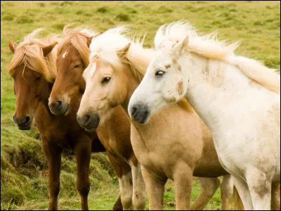 Quelles sont tes couleurs préférées ?