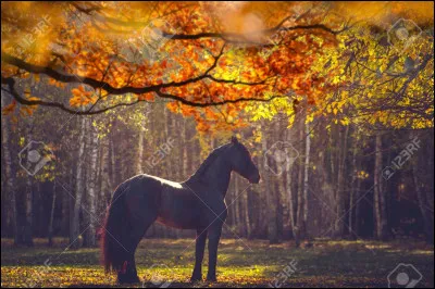 Quelle est ta saison préférée ?