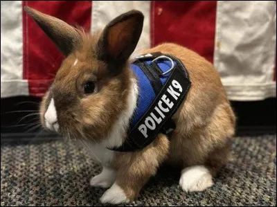 Sur quel paquet de bonbons voit-on un lapin ?