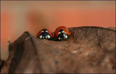 Comment s'appelle cet insecte ?