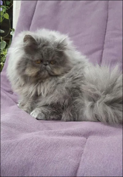 Quel est votre animal domestique préféré ?