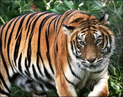 De quel animal s'agit-il ?