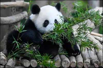 De quelle famille font partie ces animaux ?