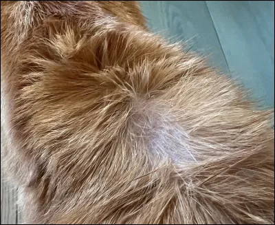 Quelle espèce fait partie de la famille Felidae ?