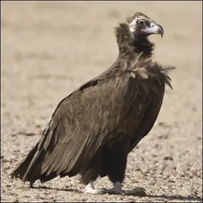Quel est le nom de cet espèce de rapace diurne, charognard ?