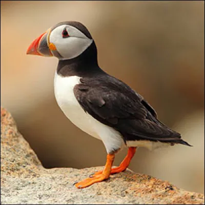 Quel est l'autre nom du ''Macareux moine'' ?