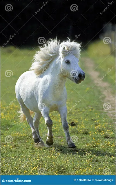Est-ce un cheval ou un poney ?