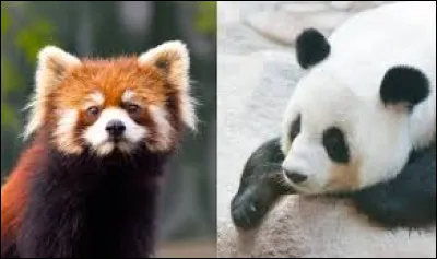 Le panda géant vit-il plus ou moins longtemps que le panda roux à l'état sauvage ?