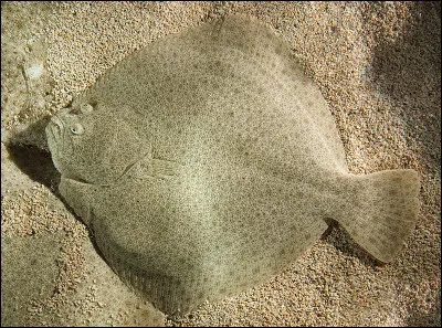 Sébastien Loeb en a souvent fait un bon usage, c'est le...