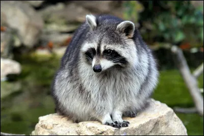 De quelle famille fait partie le chien viverrin ?