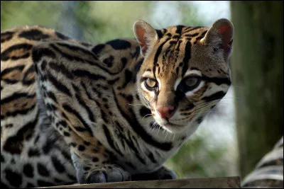 De quelle famille fait partie l'ocelot ?