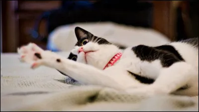 De quelle famille fait partie le chat ?