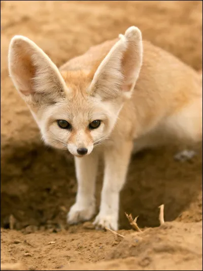 De quelle famille fait partie le fennec ?