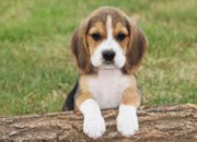 Quiz Le beagle