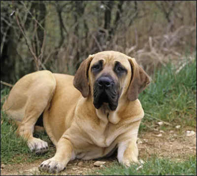 Quelle est cette imposante race venue du Brésil ?