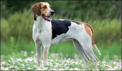 Ce magnifique chasseur anglais n'est autre que le...