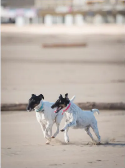 Ce beau chien pouvant peser jusqu'à 9 kg environ pour les mâles est le...