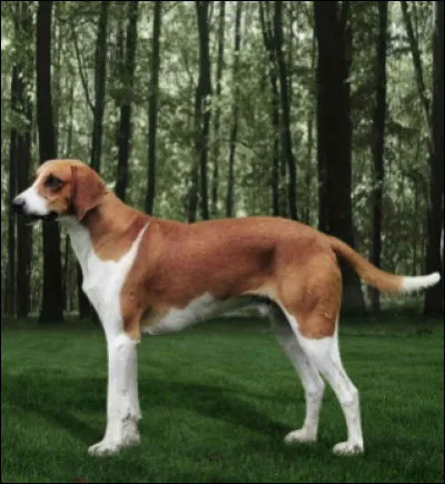 Quelle est cette race appartenant au groupe 6 ?