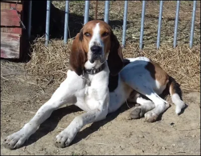 Et pour terminer ce petit quiz, de quelle race s'agit-il ?