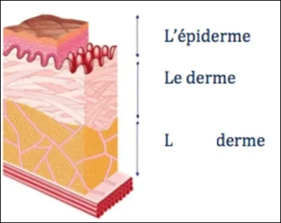 Quels sont les noms des 3 couches de la peau ?