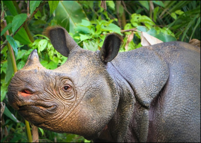 Quel est cet animal ?